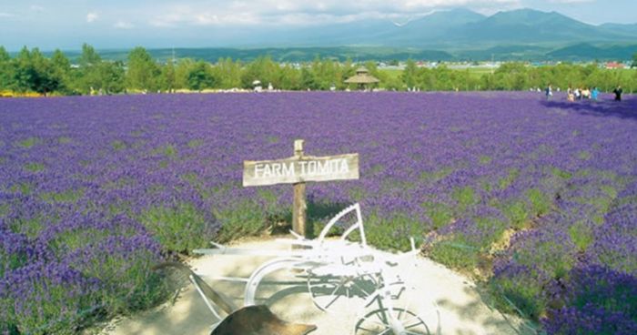 富良野行程規劃 富良野行程規劃