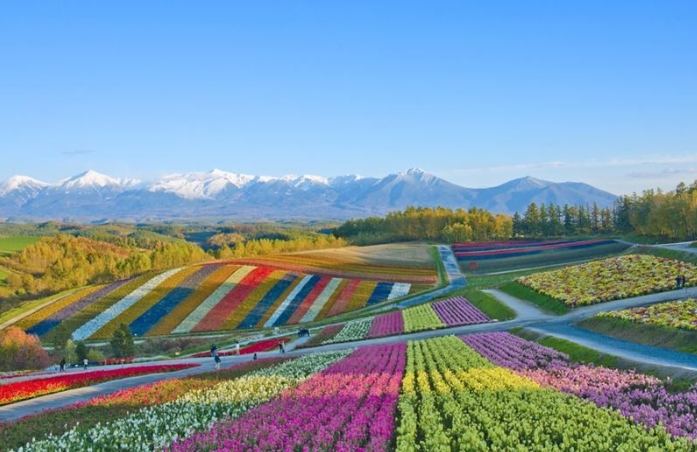 富良野秋季旅遊 富良野秋季旅遊