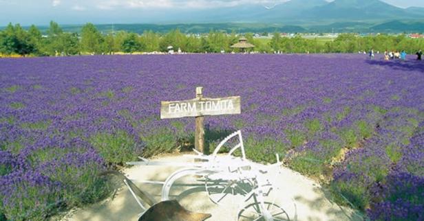 上富良野旅遊 上富良野旅遊