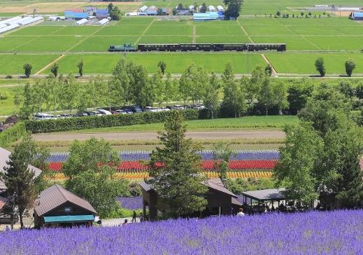 富良野旅遊交通攻略 富良野旅遊交通攻略