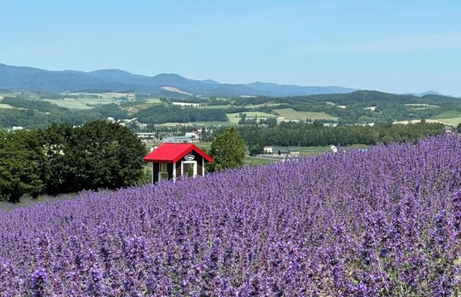 上富良野旅遊 上富良野旅遊
