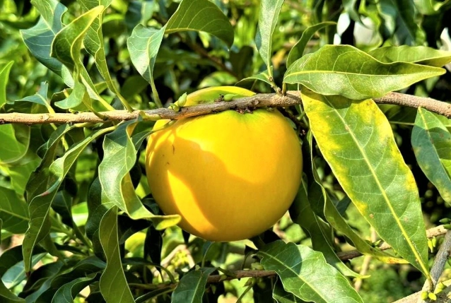 黃金果種植全攻略：從新手到高手的實戰指南