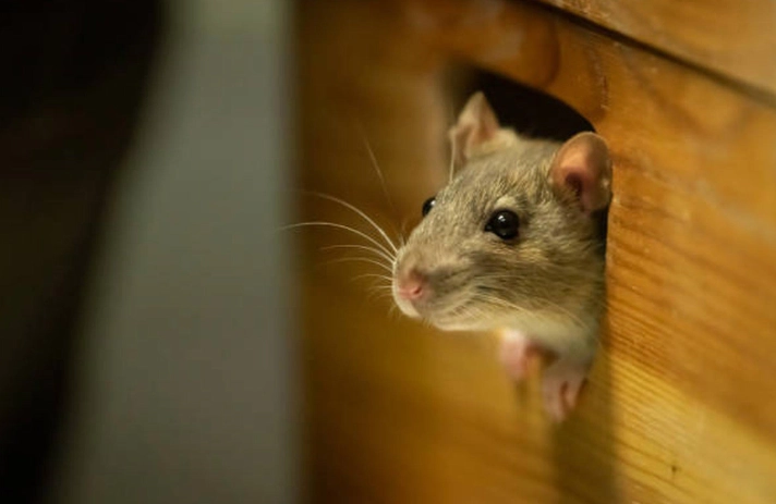 桃園滅鼠終極指南：專業方法、費用解析與DIY陷阱製作