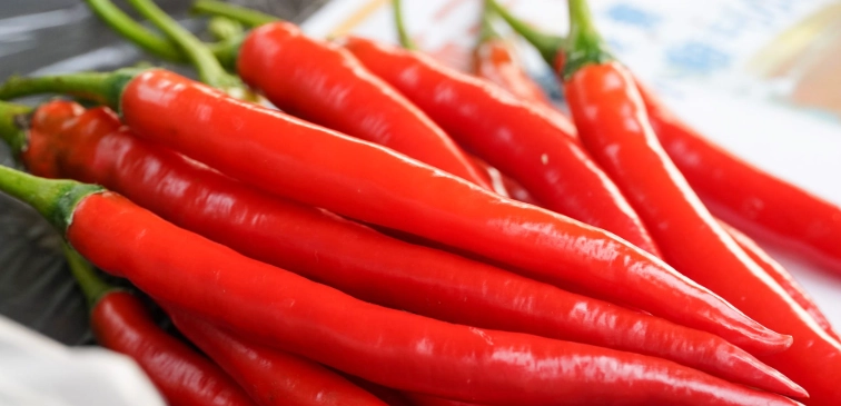 辣椒種植時間 辣椒種植時間