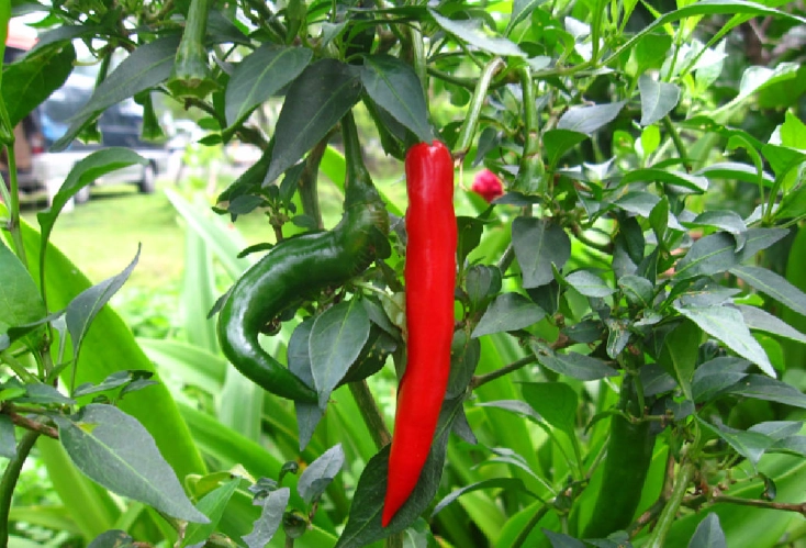 辣椒種植時間 辣椒種植時間