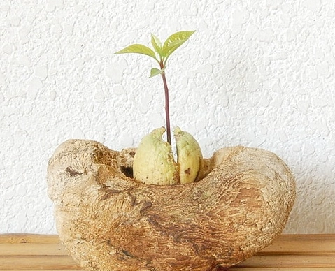 酪梨盆栽 酪梨盆栽