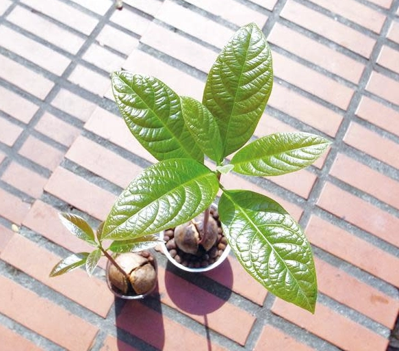 種子催芽 種子催芽