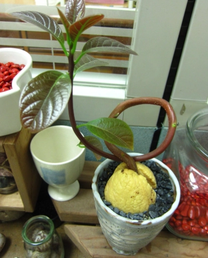 種子催芽 種子催芽