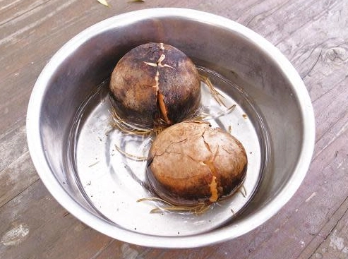 酪梨種子水耕 酪梨種子水耕