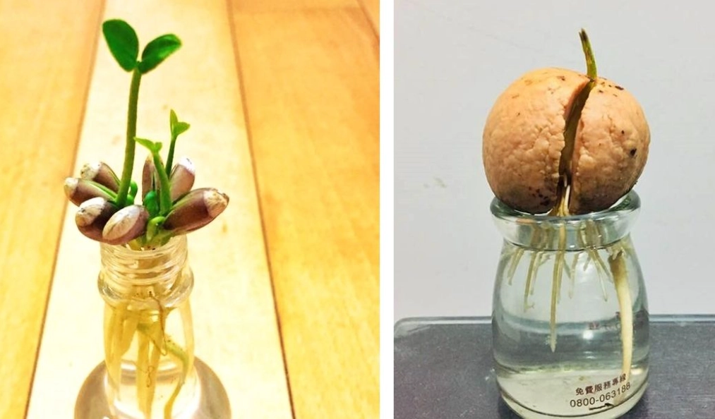 酪梨種子水耕 酪梨種子水耕