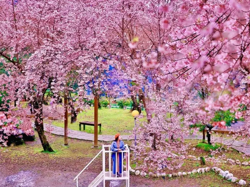 台灣四季賞花全攻略：花季時間、熱門景點與拍攝秘訣