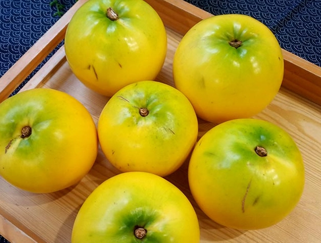黃金果盆栽