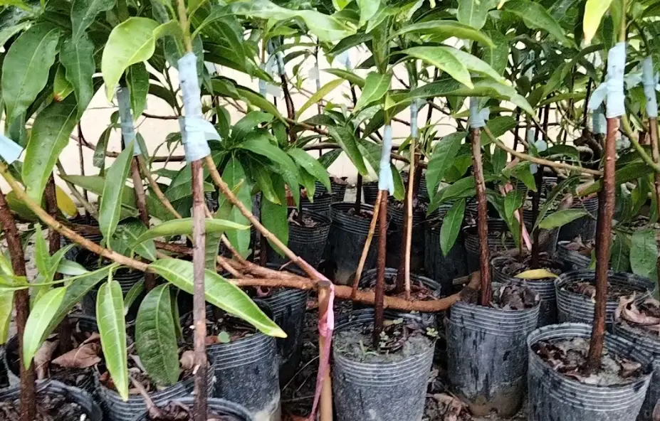 黃金果種植盆栽