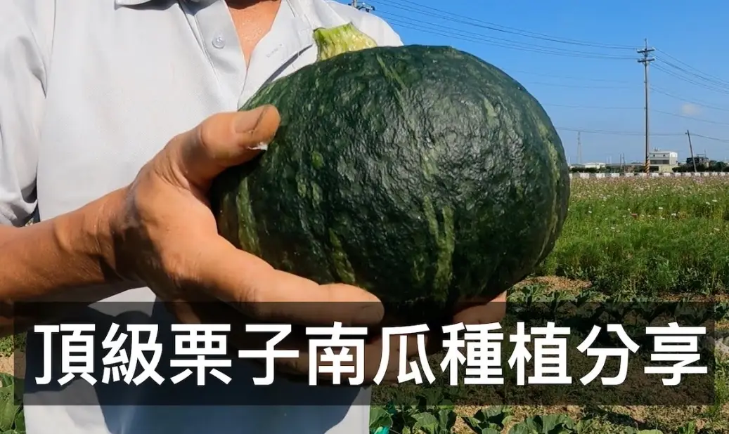 栗子南瓜 盆栽