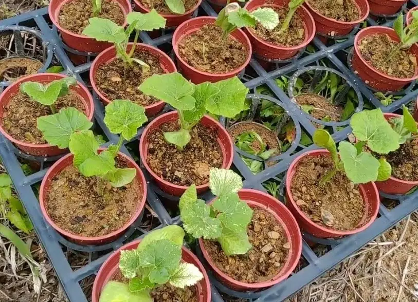 阳台 种菜 阳台 种菜