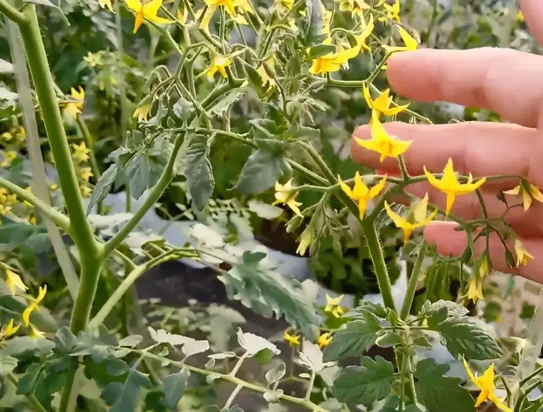 番茄開花時間 番茄開花時間