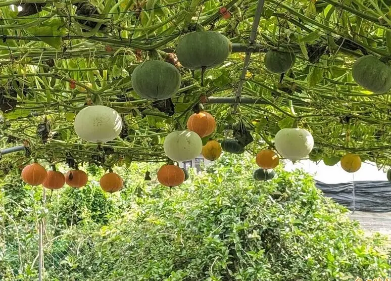 阳台 种菜 阳台 种菜
