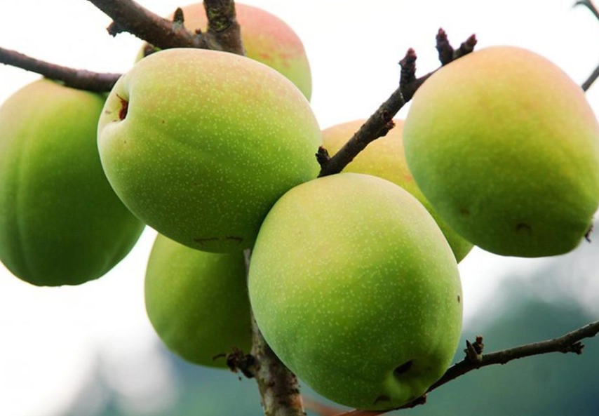 木瓜品種推薦