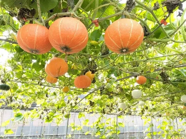 南瓜種植季節 南瓜種植季節