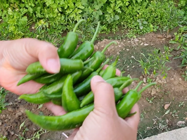 青龍辣椒怎麼吃