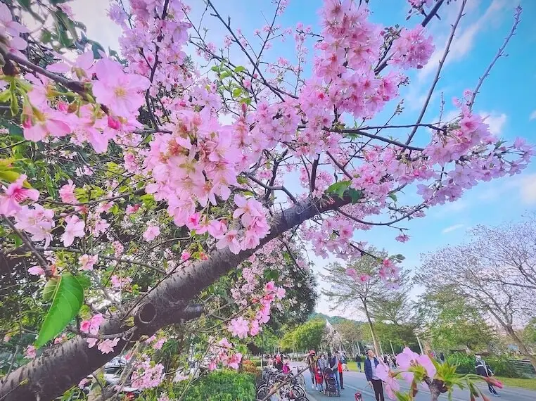 櫻花景點 櫻花景點
