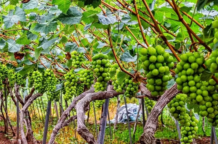 葡萄園管理