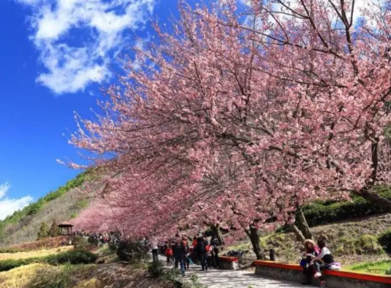 櫻花花期預測 櫻花花期預測