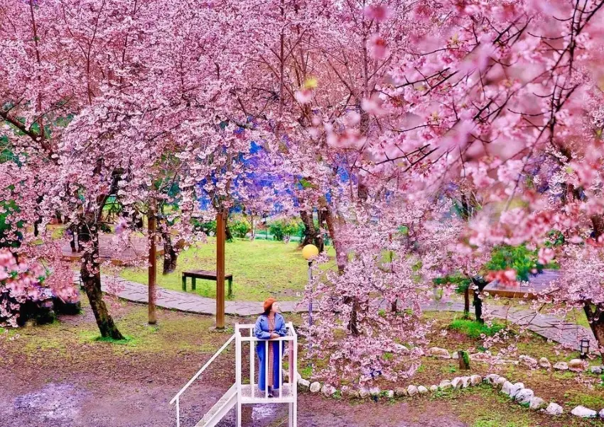 櫻花景點 櫻花景點
