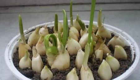 發芽蒜頭利用