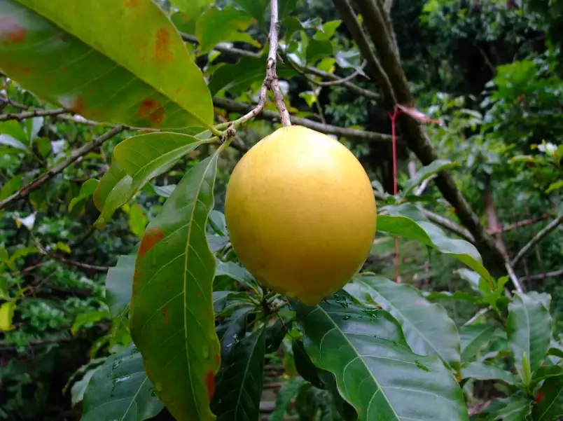 黃金果花 賞花地點