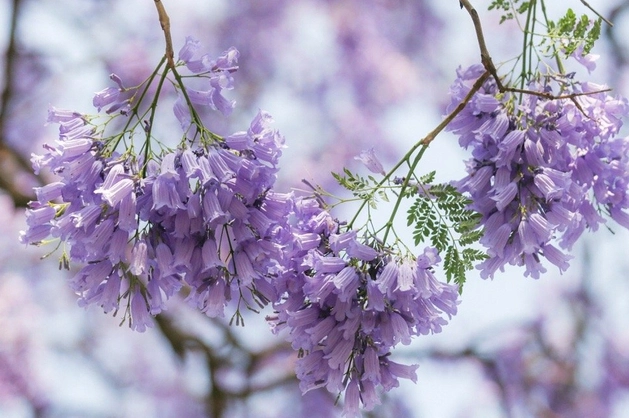 十月賞花景點 十月賞花景點