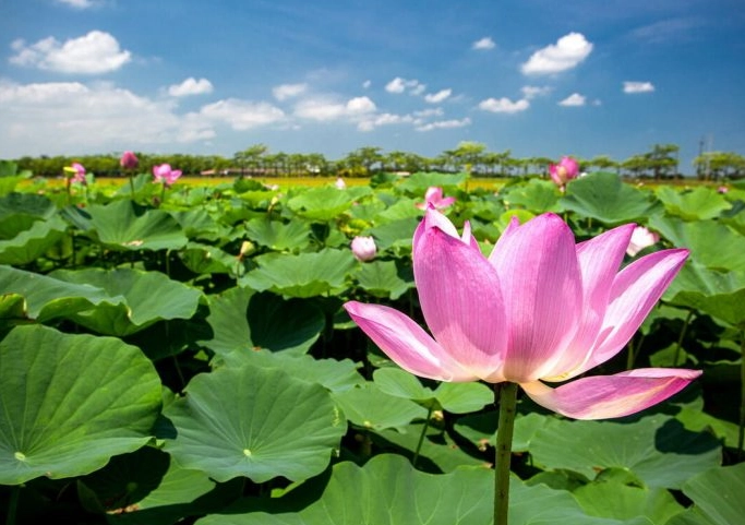 十月賞花景點 十月賞花景點