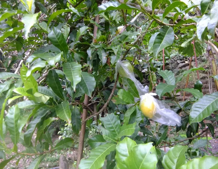 黃金果花 開花時間