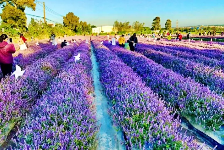 十月賞花景點 十月賞花景點