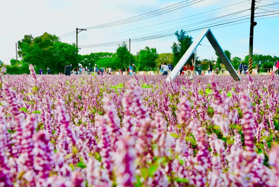 台灣10月花季全攻略：三大必訪花海與私房行程推薦