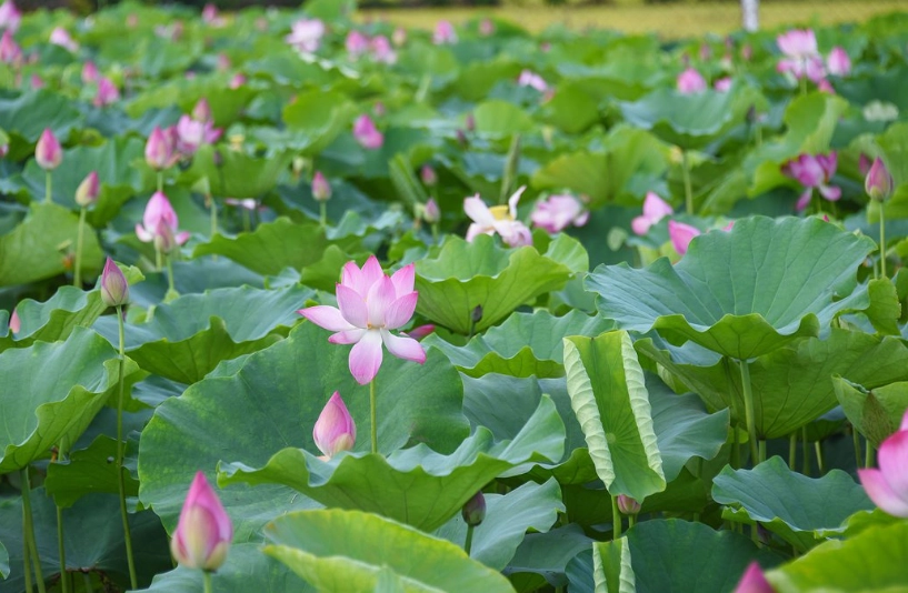 秋季花海旅遊 秋季花海旅遊