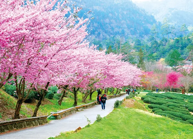 秋季花海旅遊 秋季花海旅遊