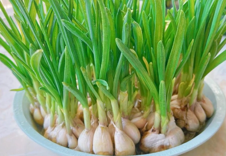 蒜頭發芽