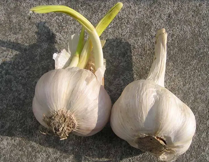 發芽大蒜可以吃嗎