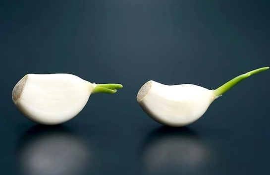 發芽大蒜可以吃嗎