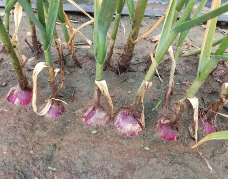 蒜苗種植