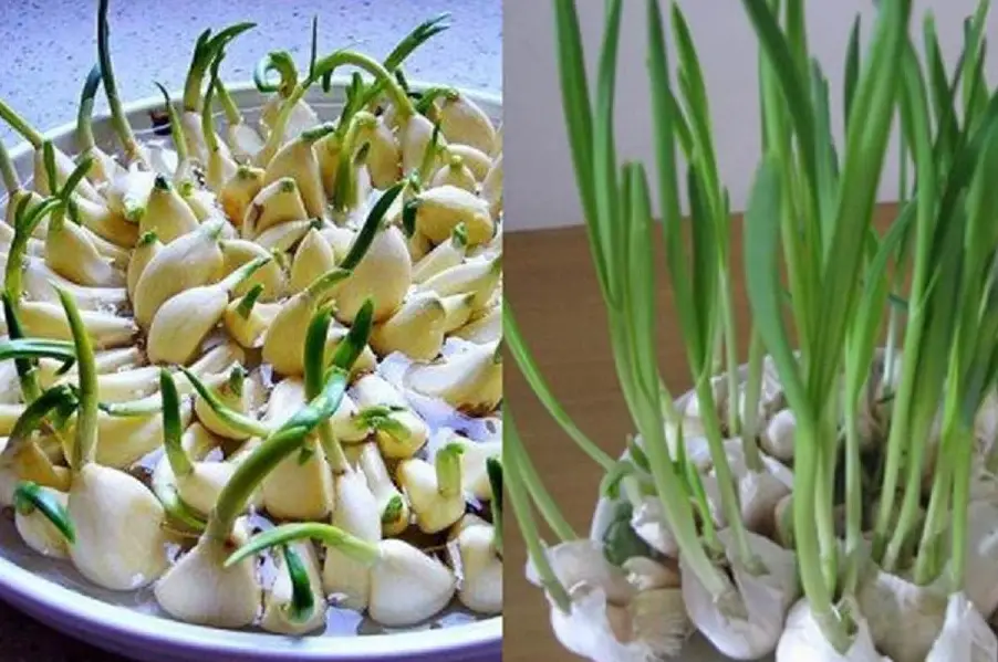 發芽大蒜可以吃嗎