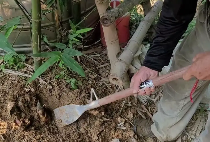 竹筍農場推薦 竹筍農場推薦