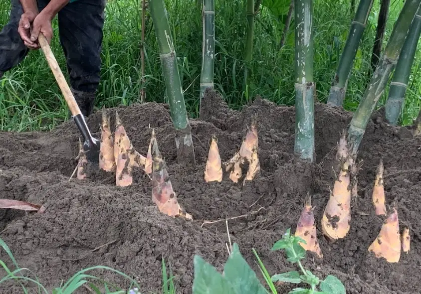 挖竹筍技巧 挖竹筍技巧
