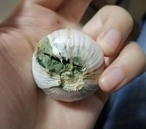 蒜頭安全食用