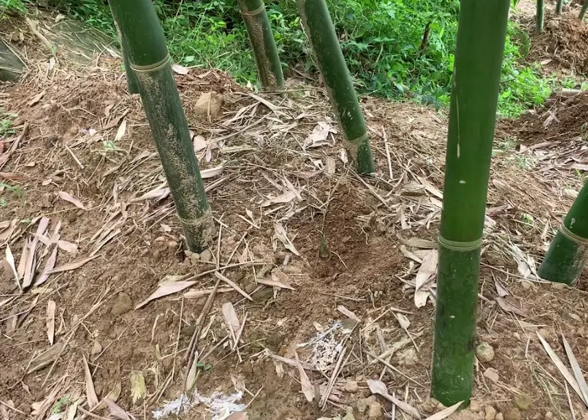 竹筍農場推薦 竹筍農場推薦