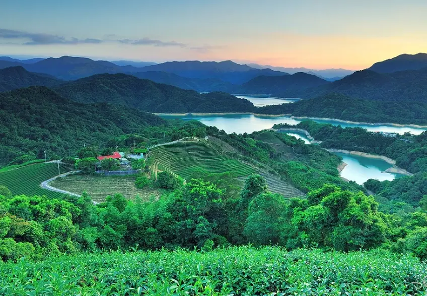 茶園秘境 茶園秘境