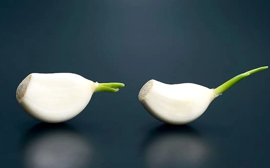 蒜頭髮芽有毒嗎