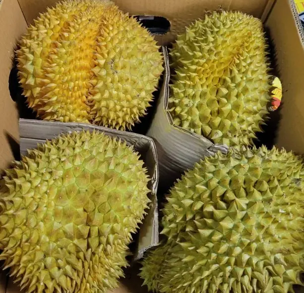 榴槤品種怎麼分？從貓山王到金枕頭，一篇搞懂挑選訣竅