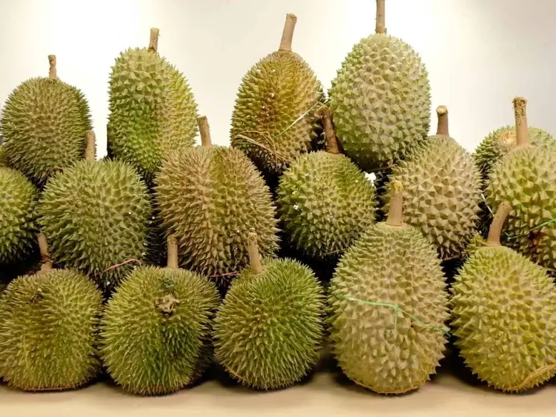 貓山王榴槤